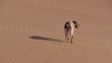 Avcılık dow çalıştırmak çöl dunes üzerinde - ağır çekim