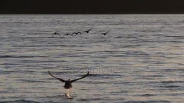 Polonya - ağır çekim bir Gölde ördekler