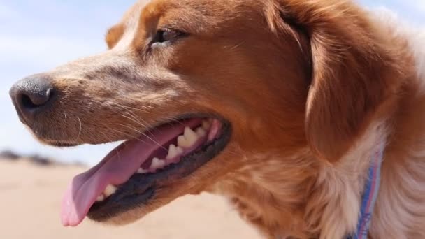 Close-up op jacht hond gezicht - Epagneul breton - Bretagne — Stockvideo