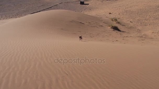 Σκύλο που τρέχει τη Σαχάρα - Επανιέλ Μπρετόν - Βρετάνη — Αρχείο Βίντεο