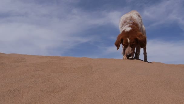 Hund hitta något i sanden - Epagneul breton - Bretagne — Stockvideo