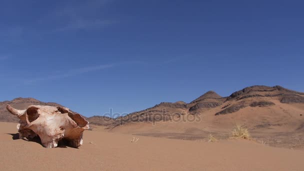 Cane corso vicino a un teschio di animale nel deserto - Epagneul breton - Bretagna — Video Stock