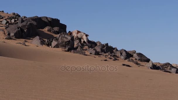 Chien de chasse dans le désert du Sahara - Epagneul breton - Bretagne — Video