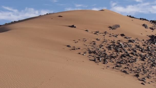 狩猟犬 - ブレトン Epagneul - 砂漠で実行ブルターニュ — ストック動画