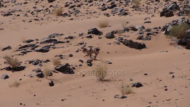 Hunting dog run in the Sahara desert - Slow motion — Stock Video