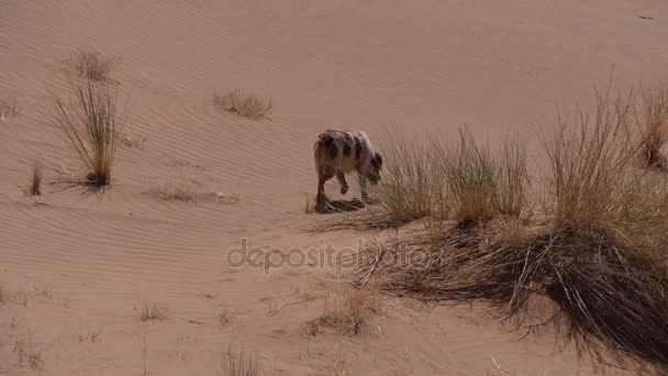 Cão de caça farejando no deserto - câmera lenta — Vídeo de Stock