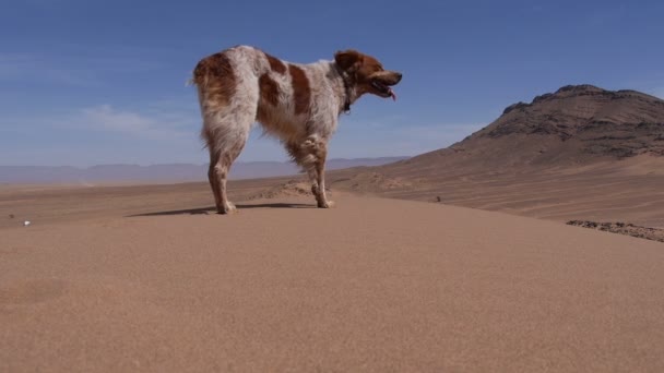 Hunting dog wonder v horní části duny v poušti - Epagneul breton - Bretaň — Stock video