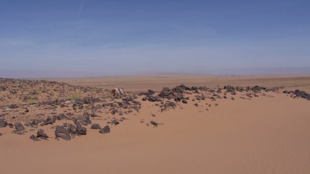 Cão de caça se perguntando no deserto — Vídeo de Stock