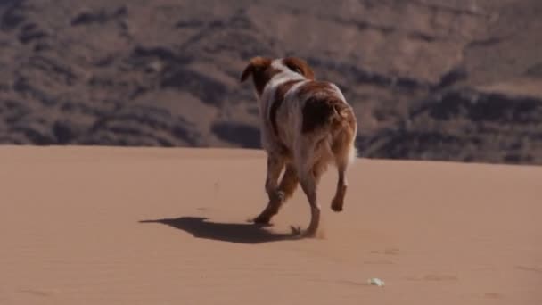 Cane da caccia si chiede nel deserto del Sahara - Rallentatore — Video Stock