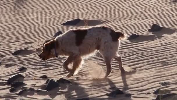 Perro solitario maravilla en el desierto al atardecer — Vídeos de Stock
