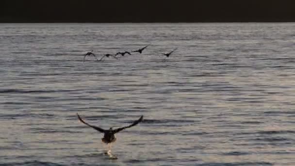 鸭子在湖上在波兰-慢动作 — 图库视频影像