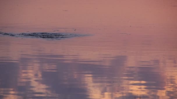 Камінь в озері Водні кола Повільний рух — стокове відео