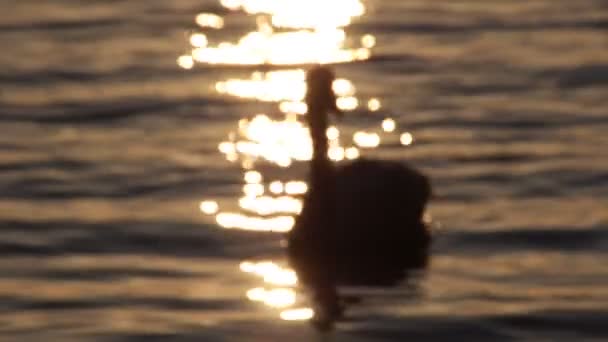 Schwan auf einem See - kein Fucus - Zeitlupe — Stockvideo