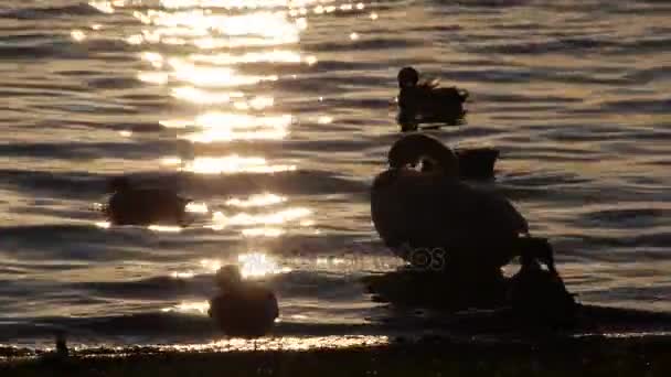 Cigni e anatre in un lago in Polonia al tramonto — Video Stock