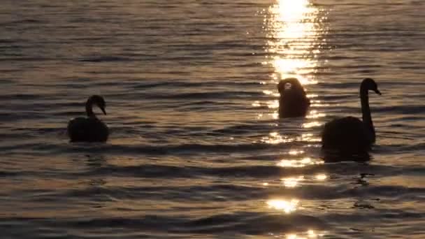 Cisnes no lago - Pôr do sol câmera lenta em um tiro largo — Vídeo de Stock