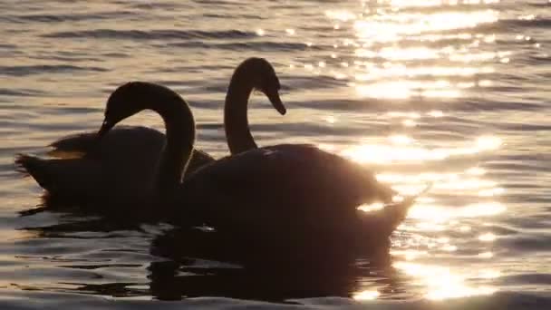 Cisnes em um lago ao pôr-do-sol - câmera lenta — Vídeo de Stock