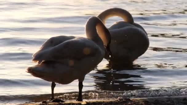 Zwanen op een meer in Polen - zonsondergang slow motion — Stockvideo