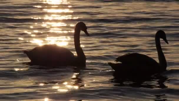 Swans bertanya-tanya di sebuah danau di Polandia - Matahari terbenam gerak lambat — Stok Video