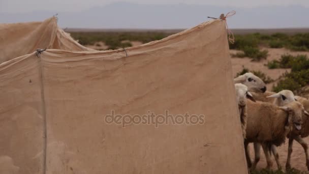 Sheep and goat flow near the desert in Morocco — Stock Video