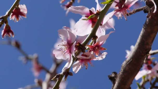 与花在摩洛哥阿特拉斯山脉附近的杏仁树 — 图库视频影像