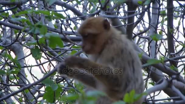 Monkey clean - Morocco — Stock Video