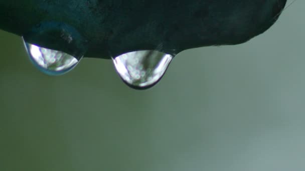 Капли дождя падают в замедленной съемке — стоковое видео