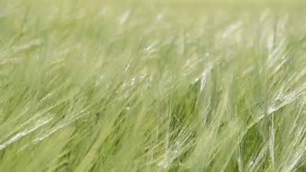 Grønne korn bevæger sig med vinden – Stock-video