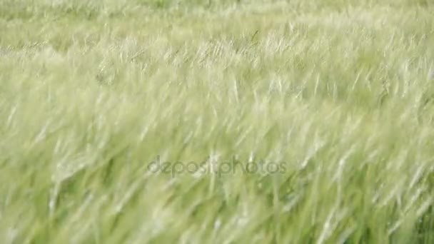 Grüne Kornschütteln auf einem Feld — Stockvideo