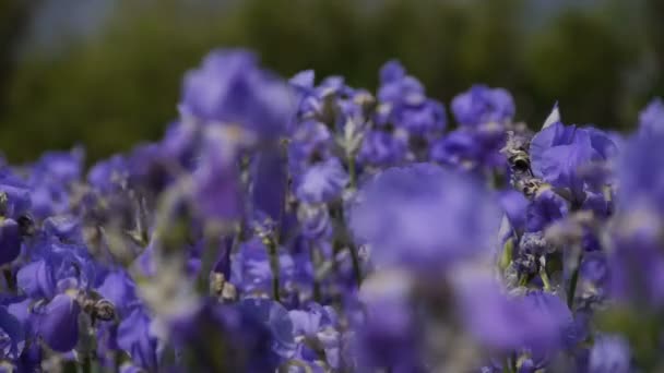 在法国的虹膜栽培 - — 图库视频影像