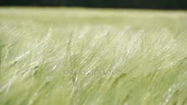 강한 바람과 함께 녹색 grane 쉐이크 — 비디오