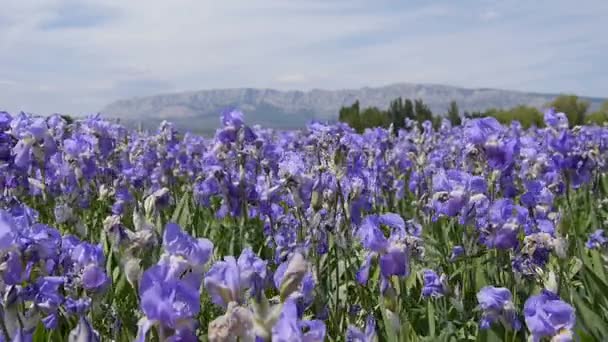 Cultivo del iris en el sur de Francia — Vídeo de stock