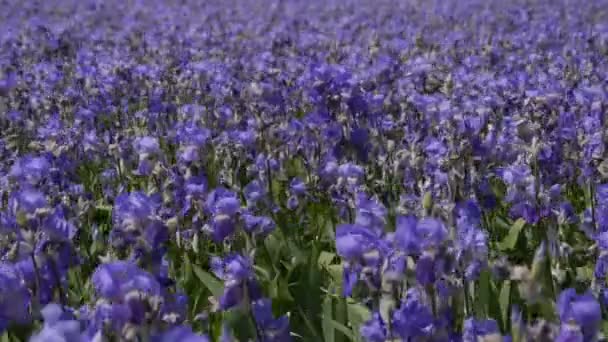 Iris bloem veld in Frankrijk — Stockvideo