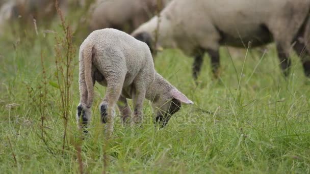 Lamb žerou trávu v oblasti — Stock video