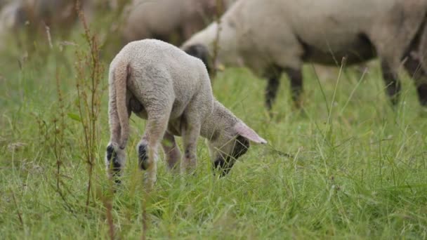 Lamb eat grass in a field — Stock Video