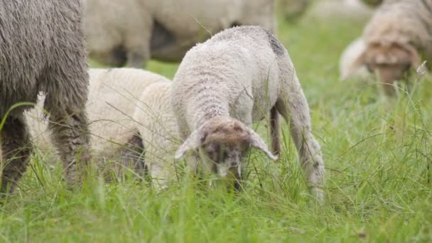 ドイツのフィールドに子羊を食べる — ストック動画