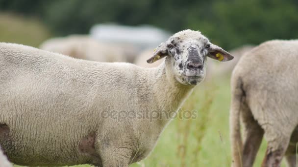 Sheep eat while look into the camera — Stock Video