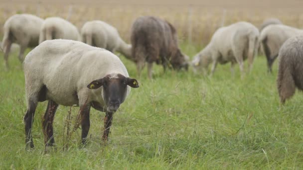 Troupeau de moutons en Allemagne — Video