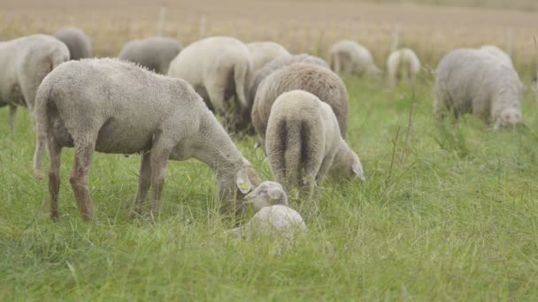 Отара овець в Німеччині — стокове відео
