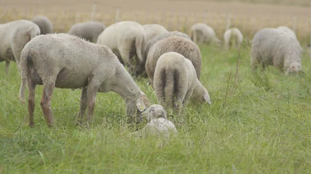 Troupeau de moutons en Allemagne  