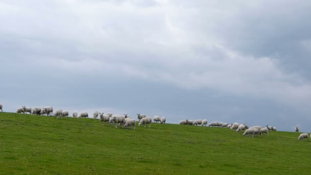 De kudde schapen in Noord-Duitsland — Stockvideo