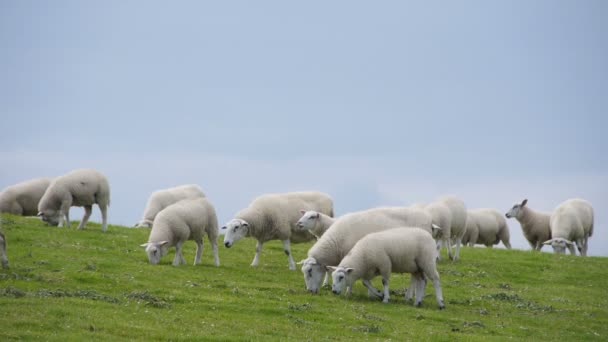 Sheep flock in North Germany — Stock Video