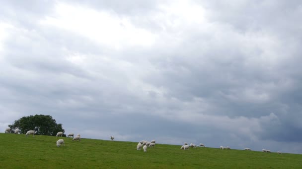 De kudde schapen in Noord-Duitsland — Stockvideo