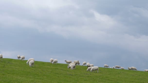 Rebaño de ovejas en el norte de Alemania — Vídeos de Stock