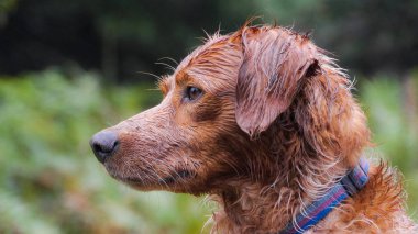 Brittany spaniel, portre ormandaki bir çalıştır sonra