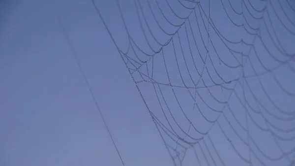 Örümcek ağı sabah - su damlaları