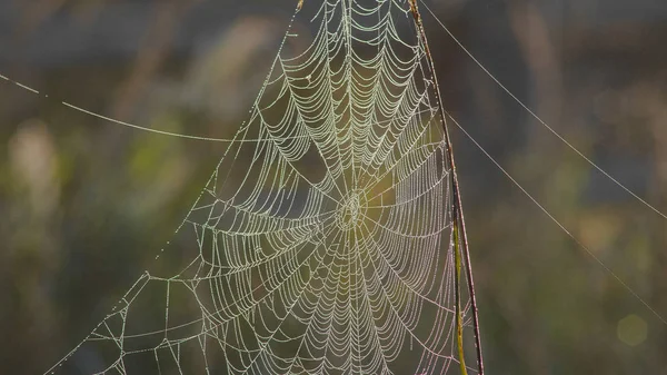 Örümcek ağı sabah - su damlaları