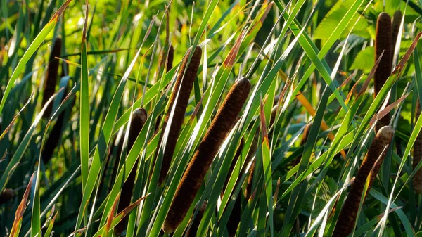 Pflanzen Auf Einem See Kanada — Stockfoto