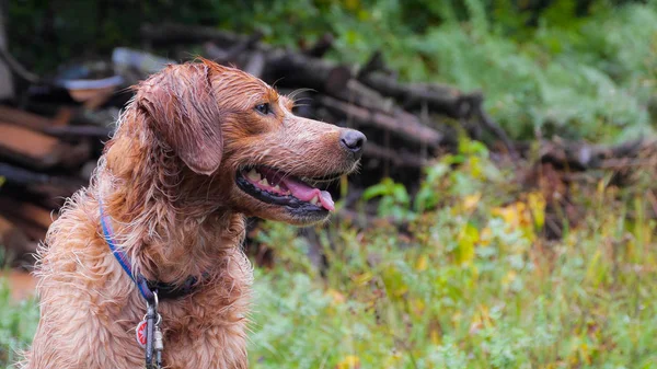 Brittany spaniel, portre ormandaki bir çalıştır sonra