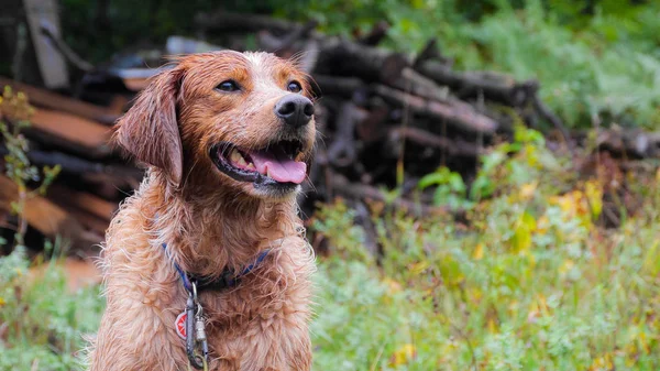 Brittany spaniel, portre ormandaki bir çalıştır sonra