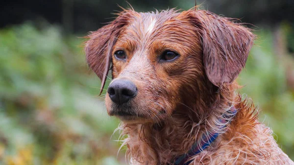 Brittany spaniel, portre ormandaki bir çalıştır sonra